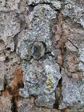 Tree from nearby parkの素材