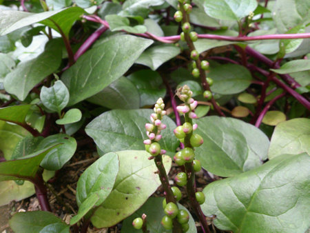 Plant from parents houseの素材