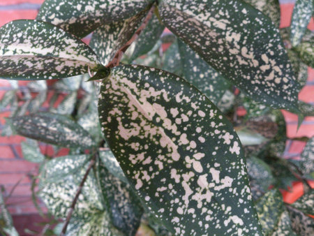 Plant from parents houseの素材