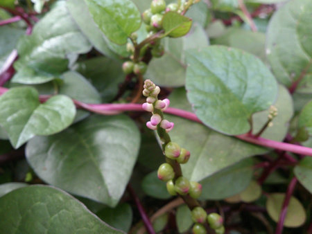 Plant from parents houseの素材