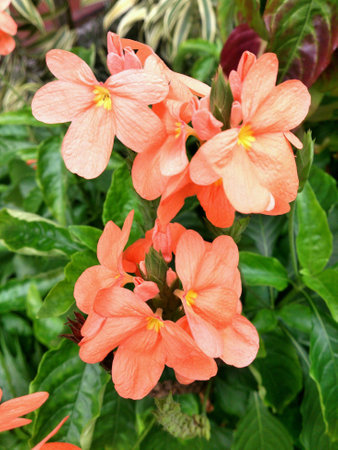 Plant with red flowerの素材