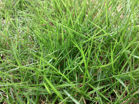 Up close with grassの素材