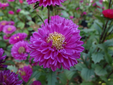 purple flower with green の写真素材