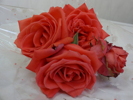 A red roseの写真素材