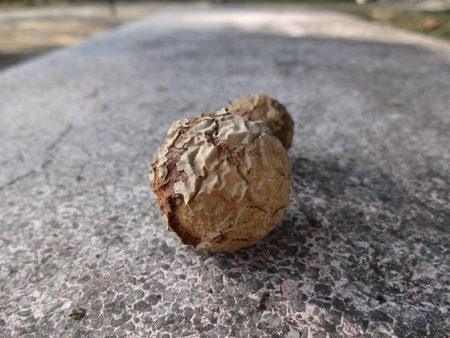 A seed from a treeの写真素材