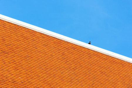 A dove stands on the orange temple roof, blue skyの写真素材