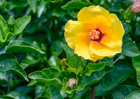 Beautiful yellow hibiscus flower in the gardenの写真素材
