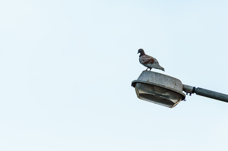 A Pigeon stands firmly on the lamp light on a clear skyの写真素材