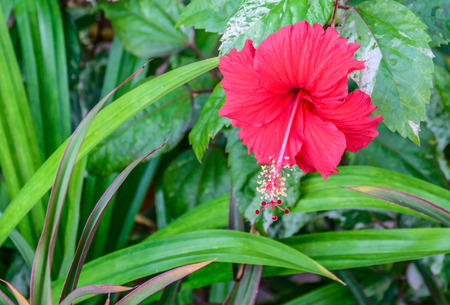 Red hibiscus flower and its pollen in green bushの写真素材