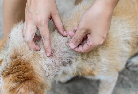 A fat tick have found on an old dogの写真素材