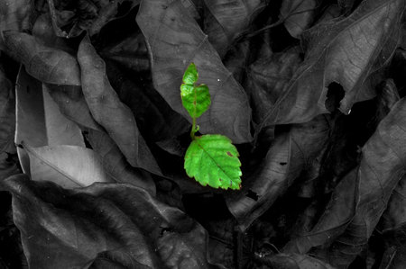 Last Surviving Leaf
