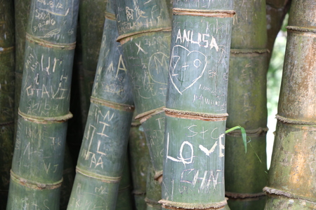 Word carved on a bambooのeditorial素材