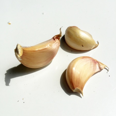 Garlicの素材