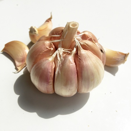 Garlicの素材