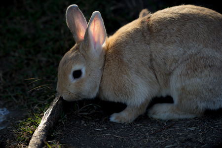cute brown rabbit with handdleの写真素材