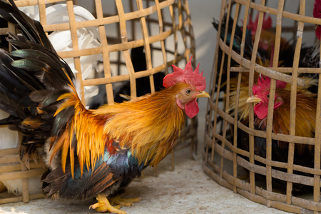 two chicken challengingの写真素材