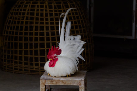 smart white chicken like business people