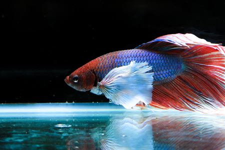 fighting fishing in black background and mirrorの写真素材