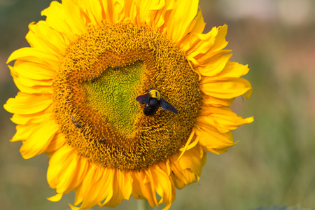closeup macro wasp on the yellow sunflowerの写真素材