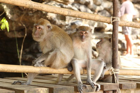close up shot of three curious brown beige macaque monkeys sitting on wooden planks of a footpath at...