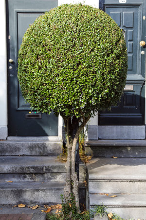 vertical filled frame detailed shot of a centered green round bush with small leaves, a thin trunk...