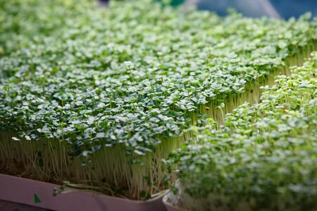 close up shot of a shelf with small bright green microgreen edible sprouts grown indoors under a white light lampの写真素材