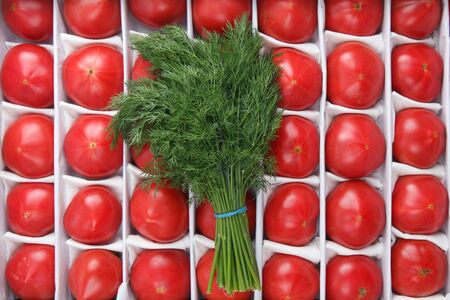 close up detailed top view background wallpaper shot of of a bunch of green dill herb lying on a group of large tasty red ripe tomatoes in a white crate boxの写真素材