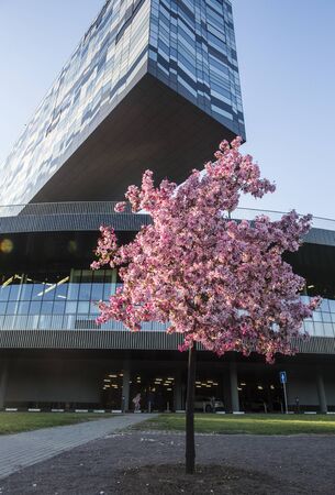 MOSCOW / RUSSIA - 05/27/2017: vertical spring day shot of a beautiful pink cherry sakura tree in blossom growing on the green lawn and the modern glass building of Skolkovo School of Managementの写真素材
