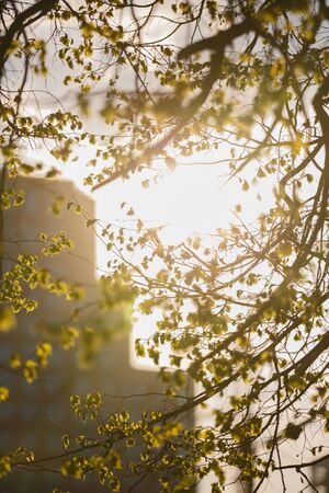 Beautiful romantic dreamy vertical spring day shot of branches of a tree with small green leaves and the yellow orange sunlight shining through, creating a blurry look moodの写真素材