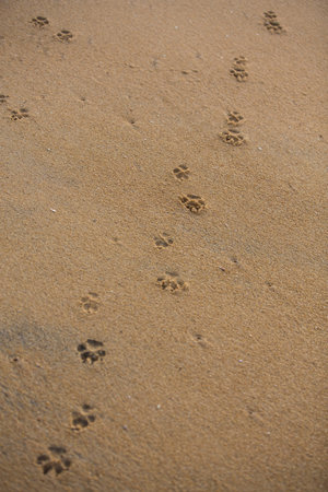 vertical filled frame close up background wallpaper shot of dog paw foot prints on a yellow sand...