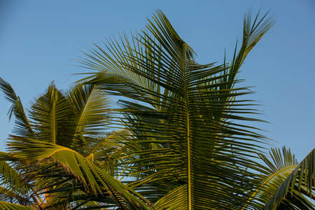 natural close up day shot of a tall palm trees with large green leaves and branches on a clear blue sky background. Sri lanka islandの写真素材