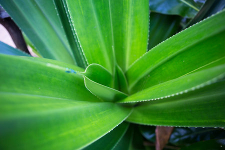 Natural filled frame close up wallpaper of a vibrant yucca plant with long green sword shaped...