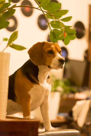 close up portrait shot of a cute beagle breed girl dog sitting with an attentive, curious and interested look on the couch of a room behind the branch and leaves of a zamioculcas plantの写真素材