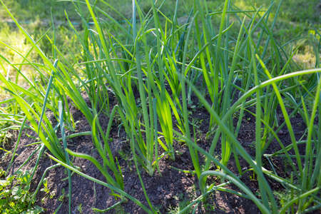green onion scallion shallots growing in a garden bed in ground soil in a backyard field. filled frame close up shotの写真素材