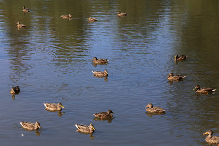 Wild brown mallard dabbling female ducks in a large flock of seventeen swimming on a pond water surfaceの写真素材