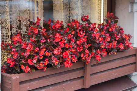 red ice begonia semperflorens flowers with burgundy leaves in brown wooden basket of a window sill with curtainsの写真素材