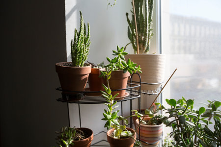 sedum adolphii succulent plant in brown clay pot with opuntia sobulata and monacantha in the back on...