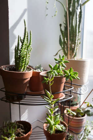 sedum adolphii succulent plant in brown clay pot with opuntia sobulata and monacantha in the back on a window sillの写真素材