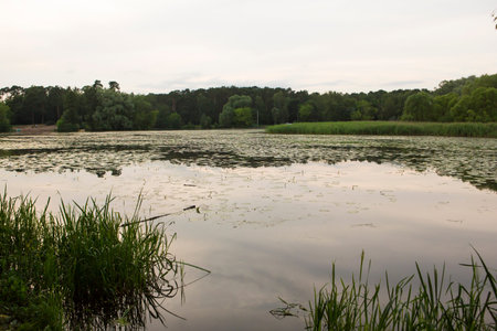 Beautiful nature with pond lake, green trees foliage, grass and clouds in the background. Afternoon...
