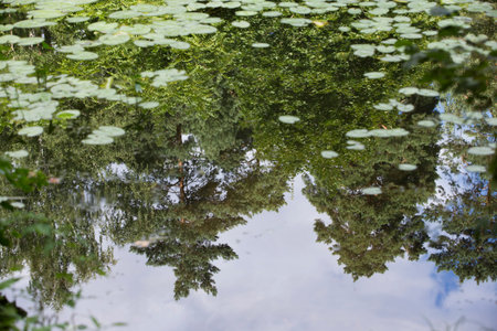 reflection of pine trees with green spikes foliage on surface of a lake pond with water lilies (Nymphaea)の写真素材