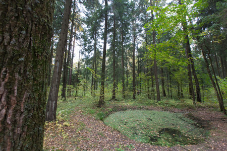 green ooze swamp pond with trees, branches, yellow leaves and narrow trail path road leading to the...