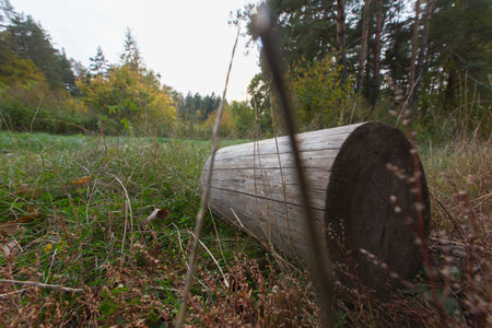 firewood log lying on a dry and green grass and leaves surface with a trees forest in he background...