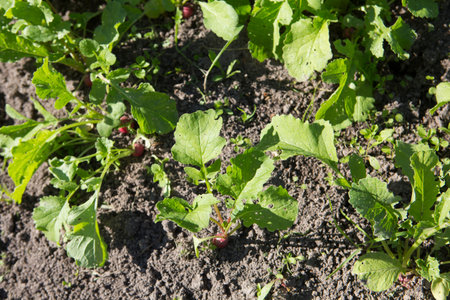radish (Raphanus raphanistrum) plant crops with green leaves in vegetable patch seedbed plantation...