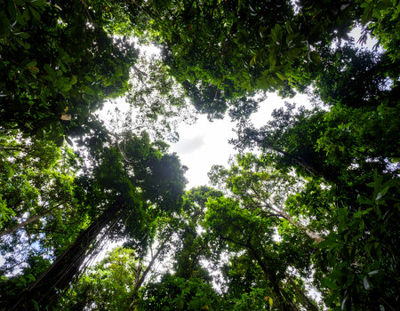 Peaceful and tranquil view looking up at green tree canopy in lush forest. bright sky and vibrant nature create serene moodの素材