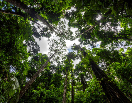 Serene low angle perspective looking up at majestic green forest canopy. Tall tree with vibrant leaf against cloudy sky create tranquil sceneの素材
