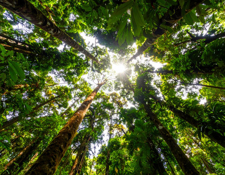 Peaceful low angle view looking up at green forest canopy. Tall tree and bright sunlight in sky create feeling of serene hopeの素材