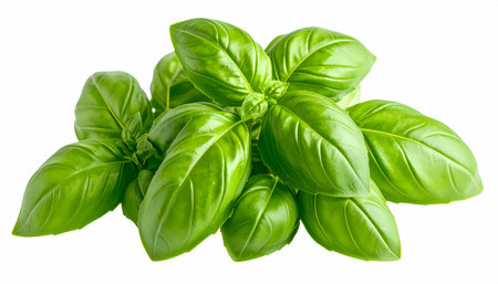 A fresh green basil leaf bunch, natural organic herb plant. this healthy food ingredient for cooking provides aromatic flavor, isolatedの素材