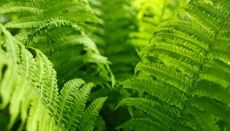 A close up of vibrant green fern leaf with detailed texture. natural frond and foliage create serene, lush botanical background, representing growth and beauty of natureの素材