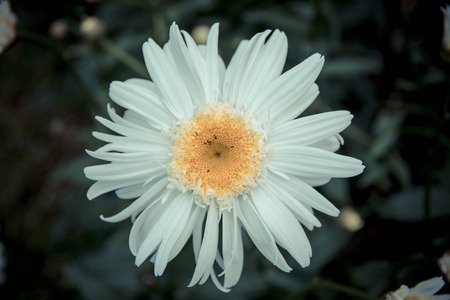 Beautiful in whiteの写真素材