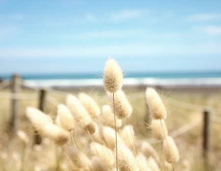 Grass flowersの写真素材